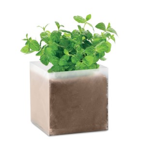 Menta ltetszett, Bzs (kertszkeds)