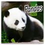 Lemeznaptár Pandas 2024, 30 × 30 cm